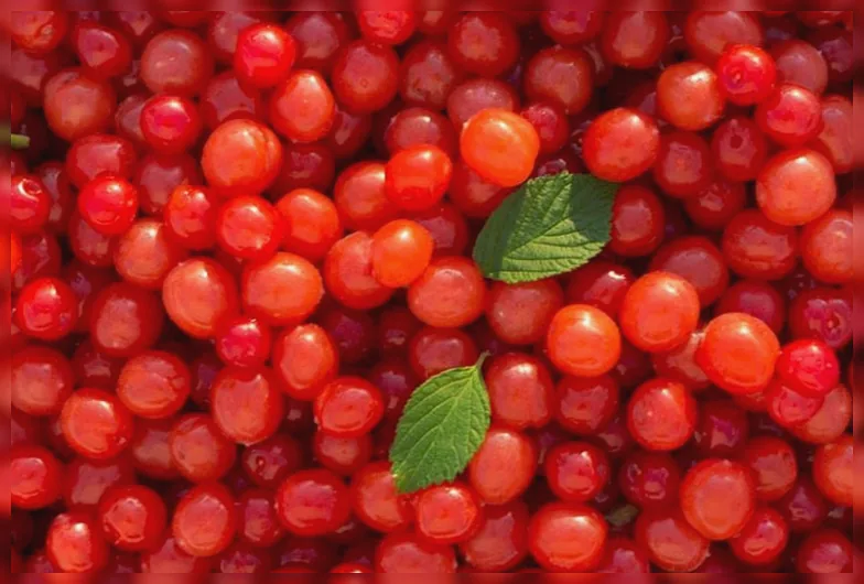 Повстяна вишня