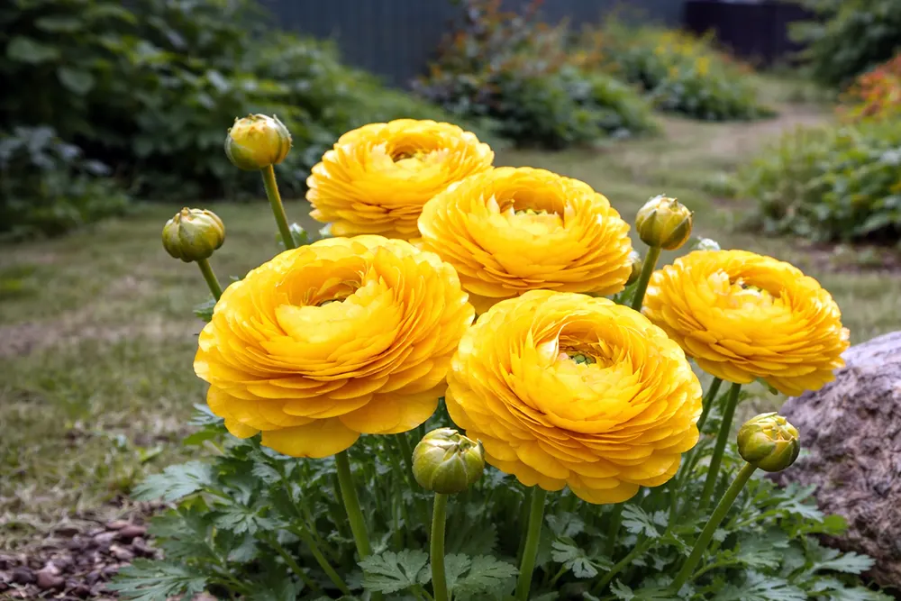 Ранункулюс Делано Йеллоу / Ranunculus asiaticus Delano Yellow