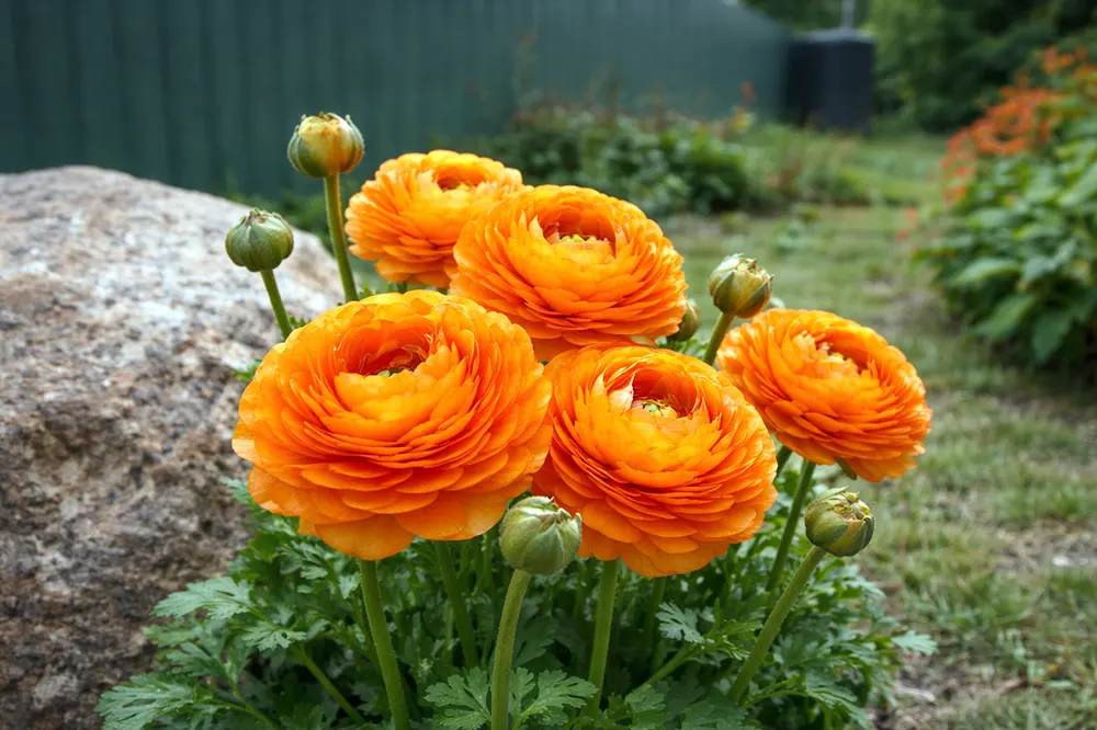 Ранункулюс Елеганс Оранж / Ranunculus asiaticus Elegance Orange