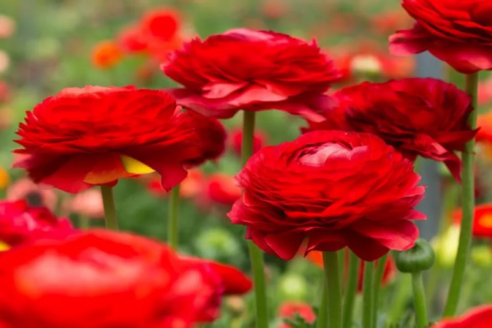 Ранункулюс Елеганс Ред / Ranunculus asiaticus Elegance Red