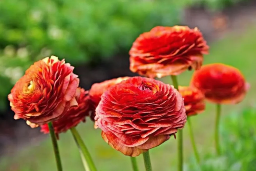 Ранункулюс Теколоте Кафе / Ranunculus asiaticus Tecolote Cafe