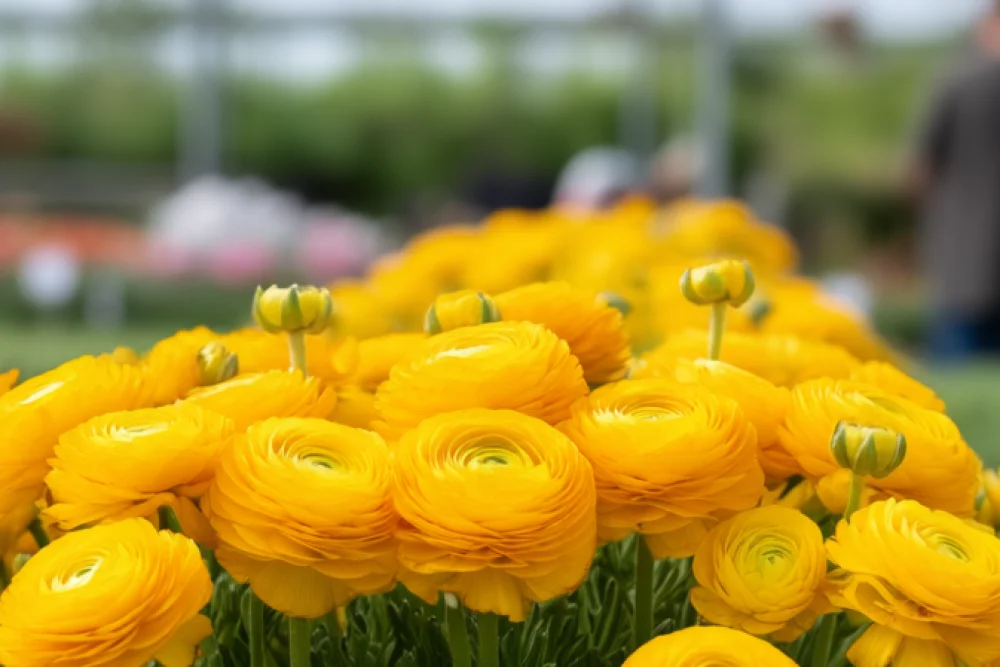 Ранункулюс Теколоте Йеллоу / Ranunculus asiaticus Tecolote Yellow