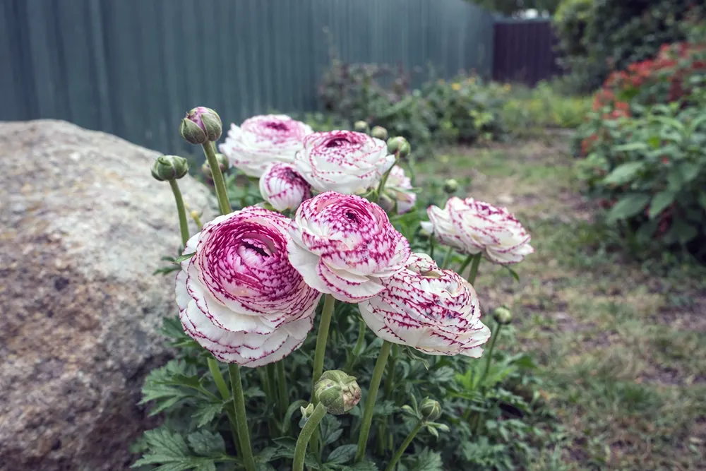 Ранункулюс Томер Пікоті / Ranunculus asiaticus Tomer Picotee
