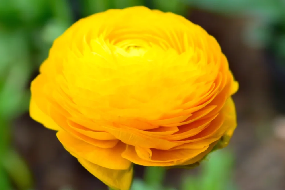 Ранункулюс Томер Йеллоу / Ranunculus asiaticus Tomer Yellow
