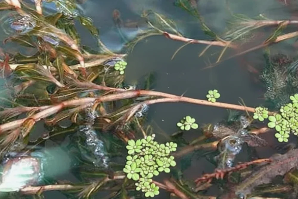 Рдест кучерявий / Potamogeton crispus
