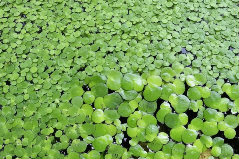 Ряска звичайна / Lemna minor