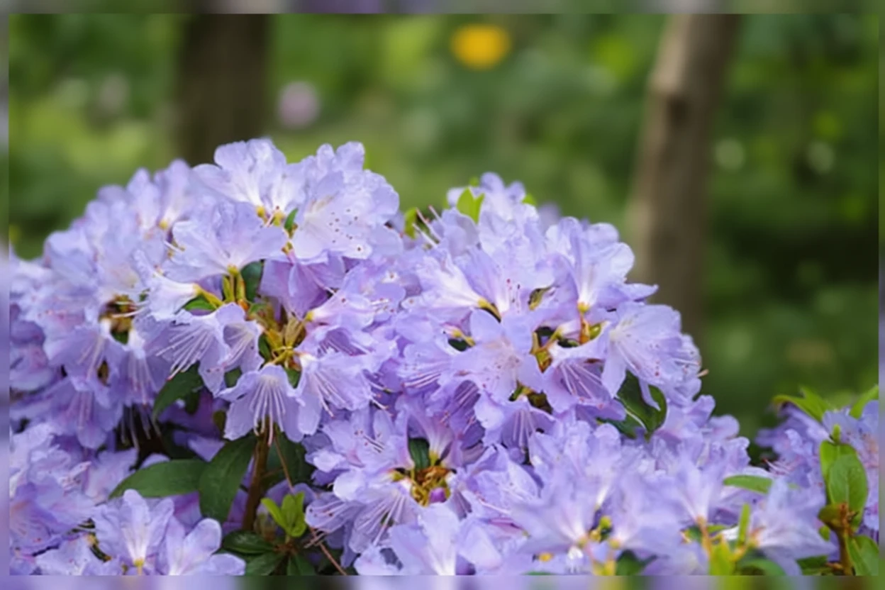 Рододендрон Блю Тіт / Rhododendron Blue Tit