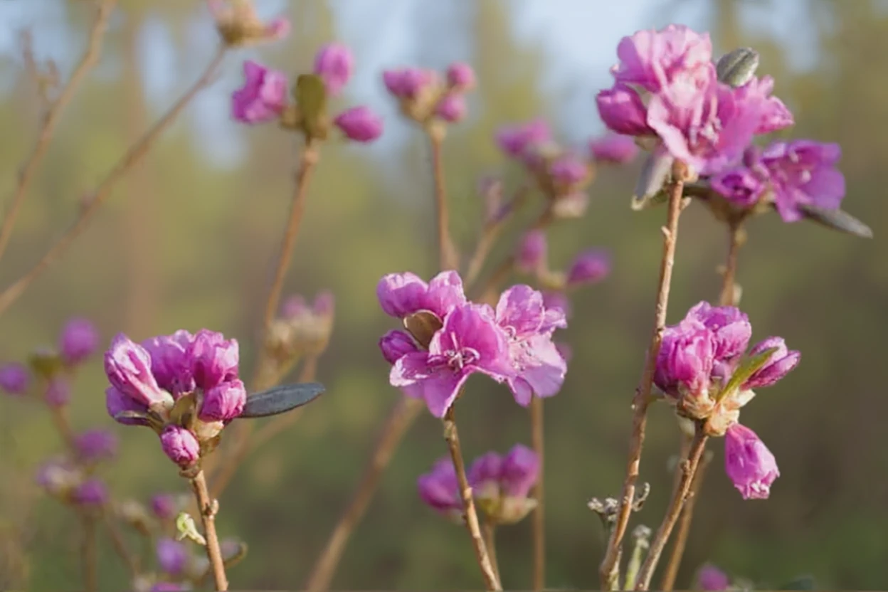 Рододендрон даурський Мід-Вінтер / Rhododendron dauricum Mid-Winter