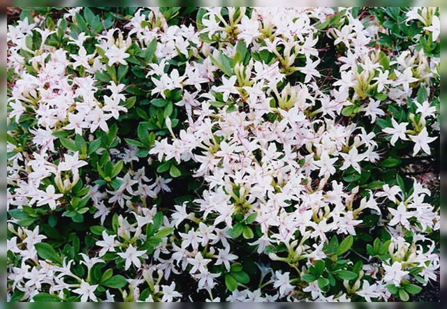 Рододендрон деревовидний