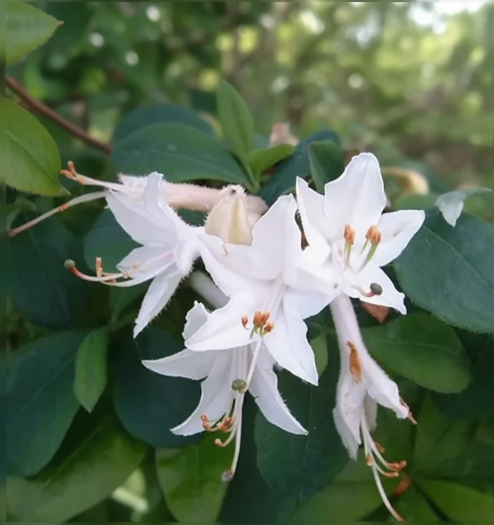 Рододендрон Фрейгрант Стар / Rhododendron Fragrant Star