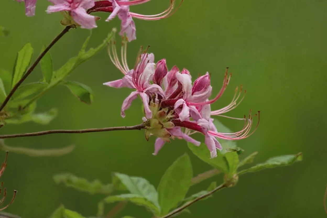 Рододендрон голоквітковий / Rhododendron periclymenoides