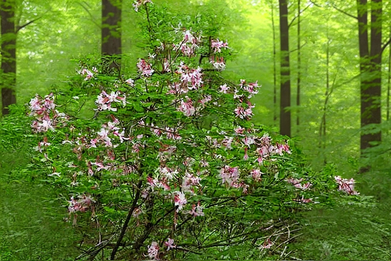 Рододендрон голоквітковий