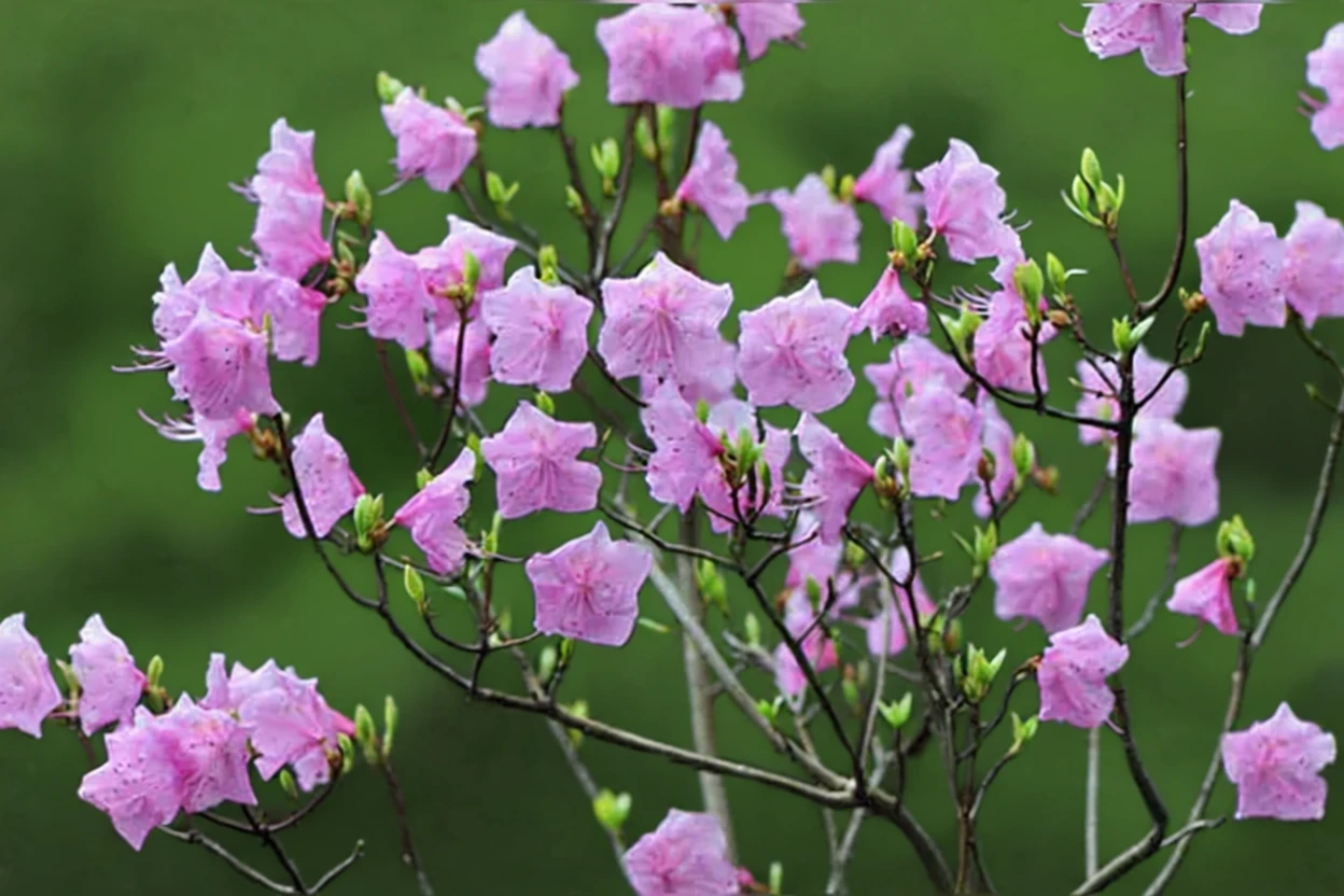 Рододендрон гострокінцевий Корнелл Пінк / Rhododendron mucronulatum Cornell Pink