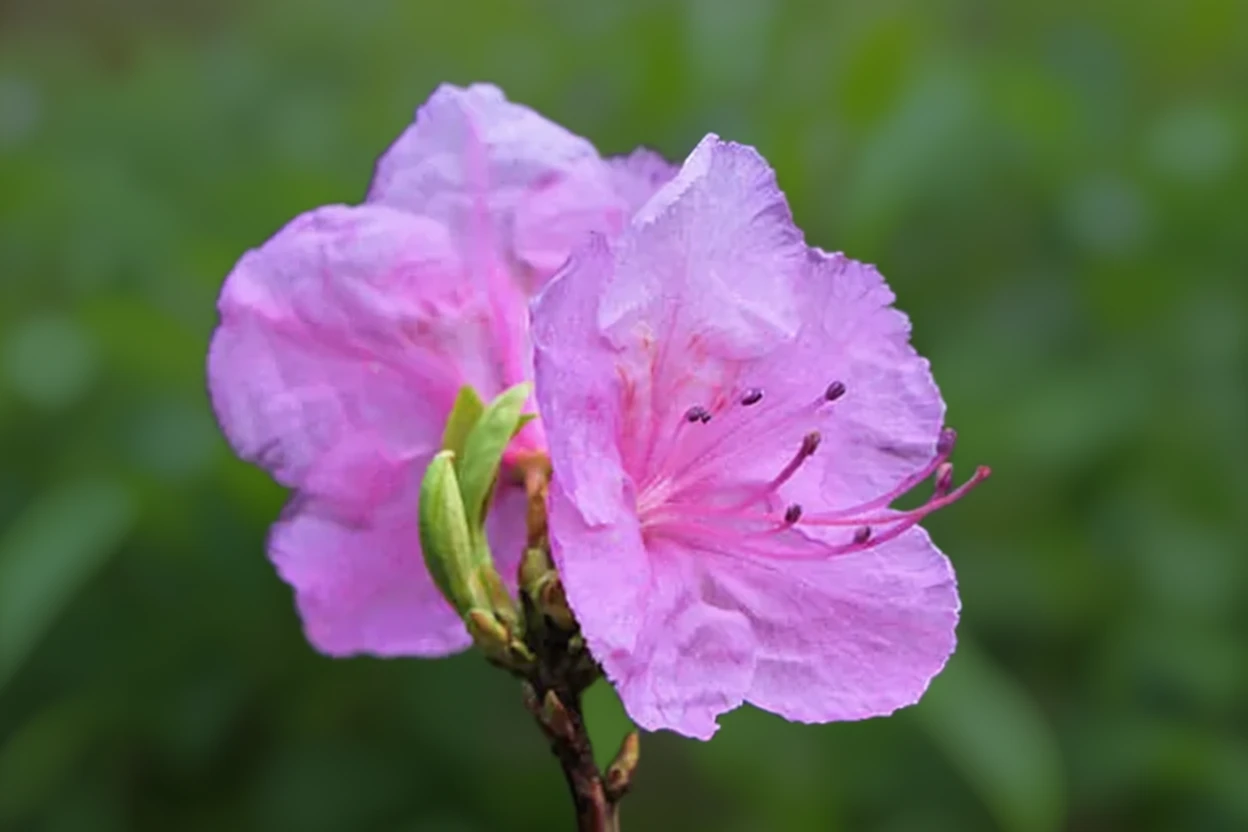 Рододендрон гострокінцевий Корнелл Пінк