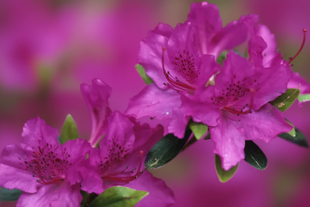 Рододендрон Каренс / Rhododendron Karens