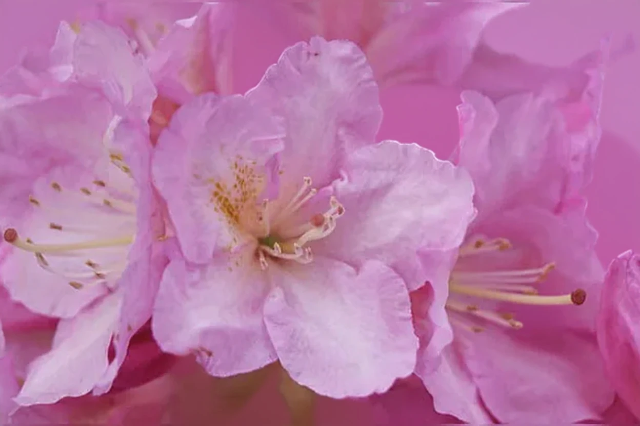 Рододендрон Кен Джанек / Rhododendron Ken Janeck