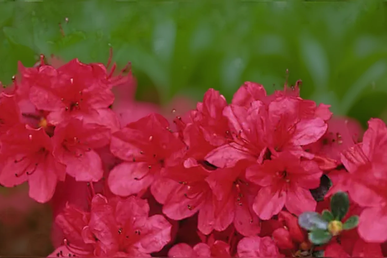 Рододендрон Хіно Крімсон