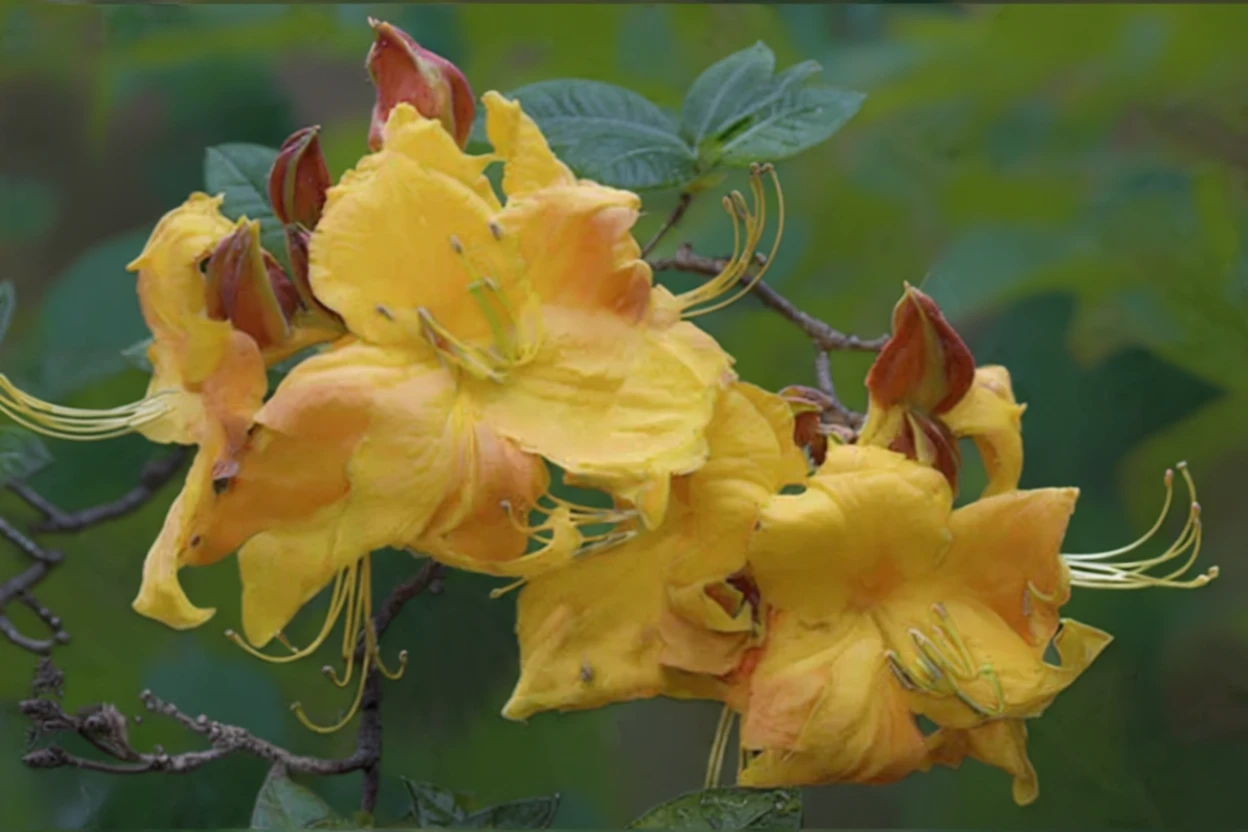 Рододендрон Клондайк / Rhododendron Klondyke