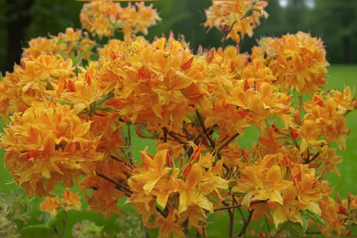 Рододендрон листопадний Голден Лайтс / Rhododendron Golden Lights