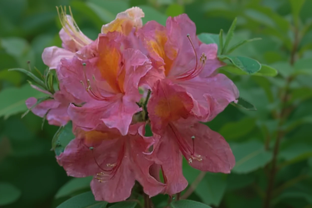 Рододендрон Маунт Сейнт Хеленс / Rhododendron Mount Saint Helens