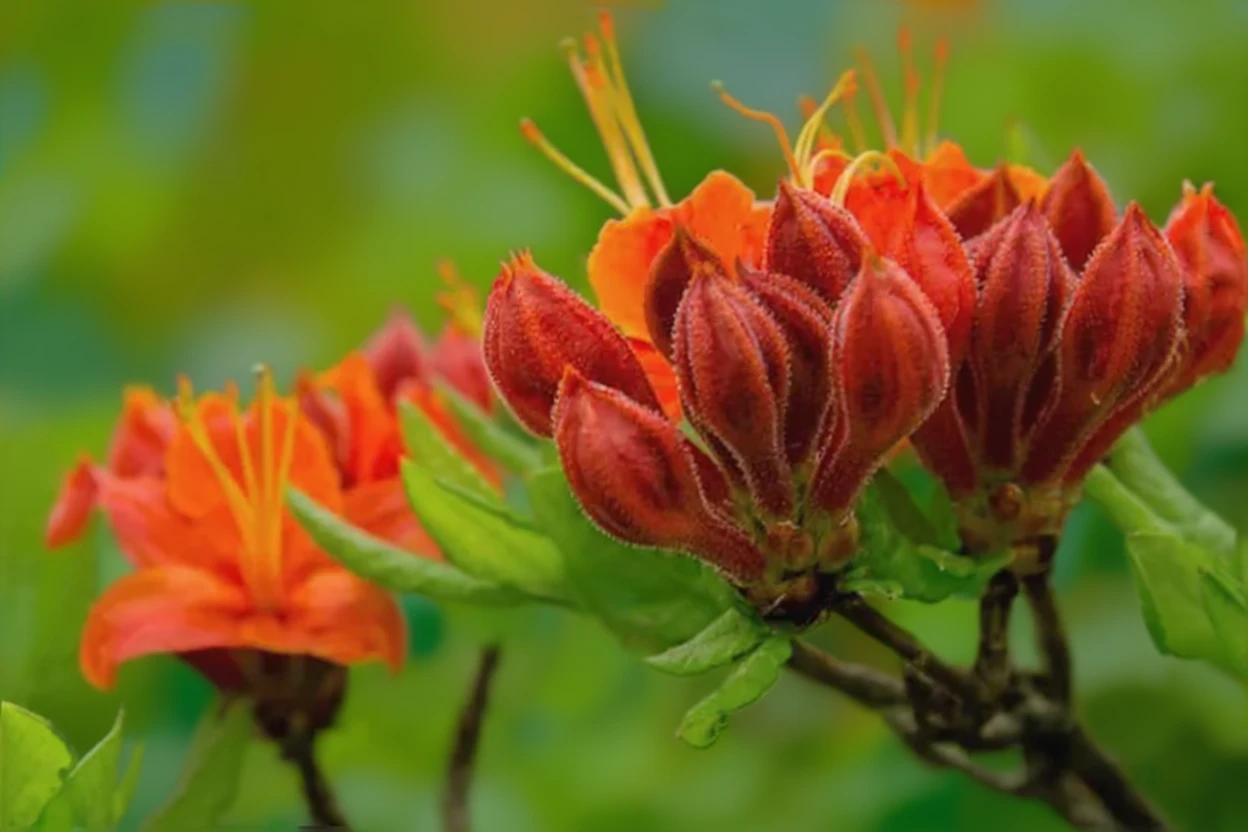 Рододендрон нагідковидний