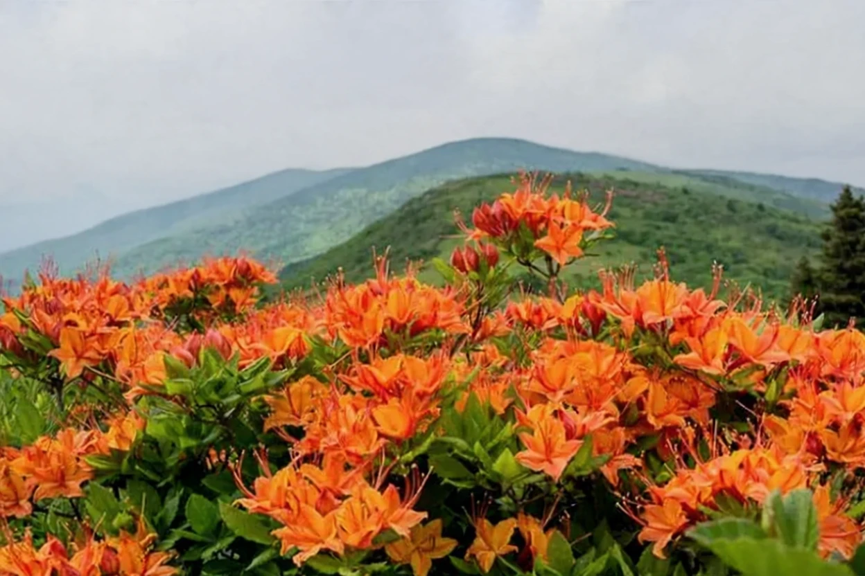 Рододендрон нагідковидний