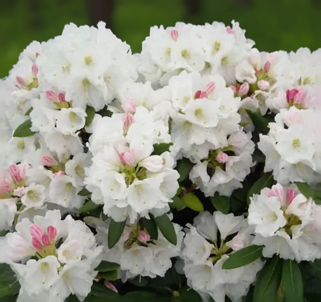Рододендрон Нестукка / Rhododendron Nestucca
