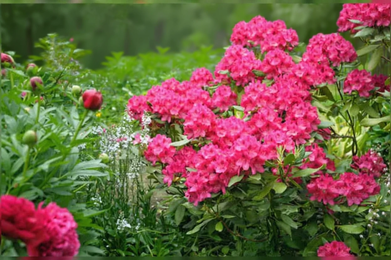 Рододендрон Нова Зембла