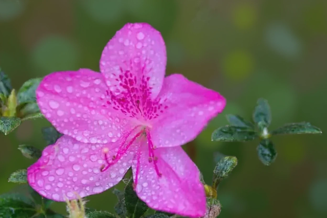Отем Роялті рододендрон / Rhododendron autumn royalty