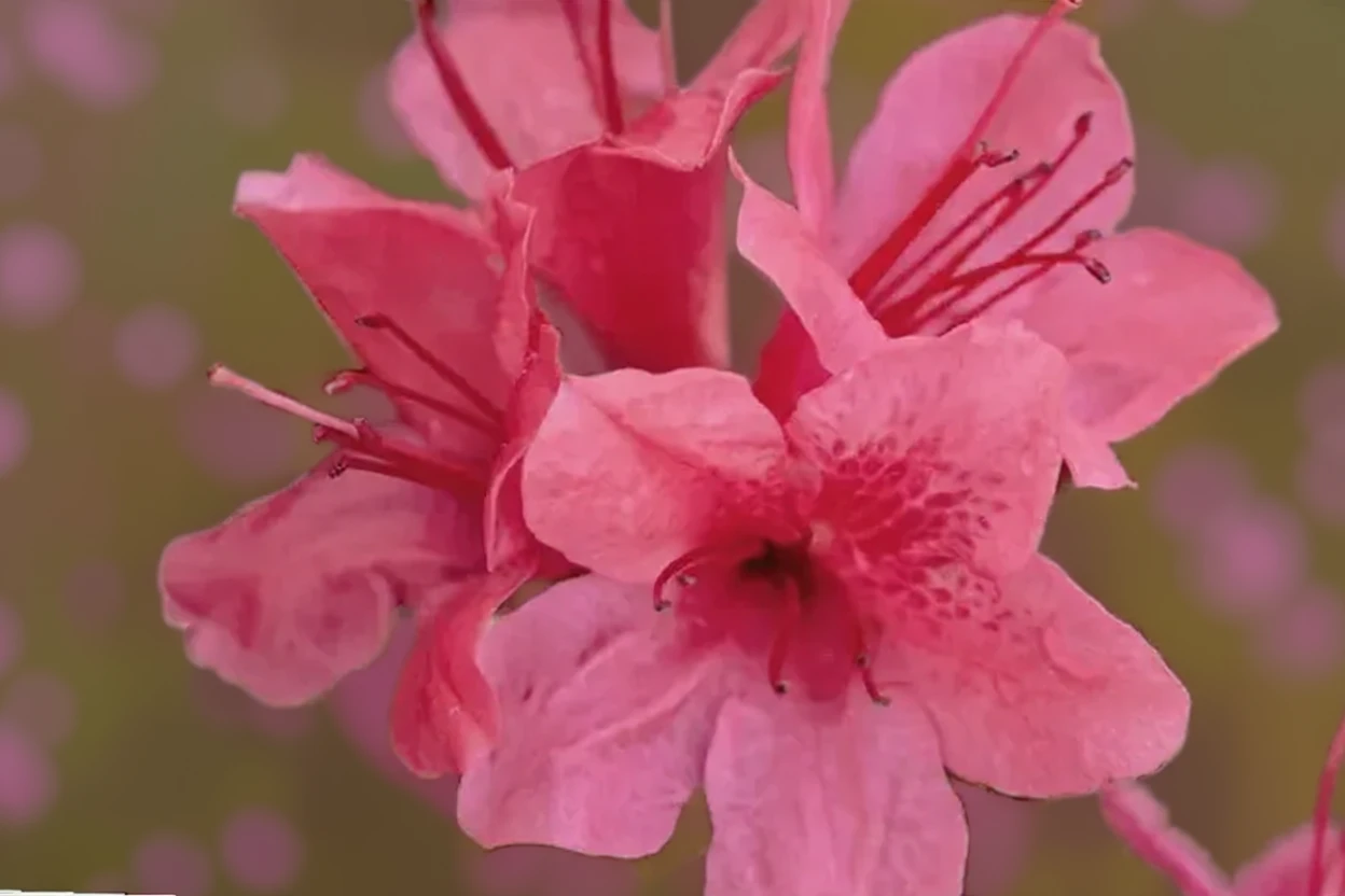 Рододендрон Отум Чір