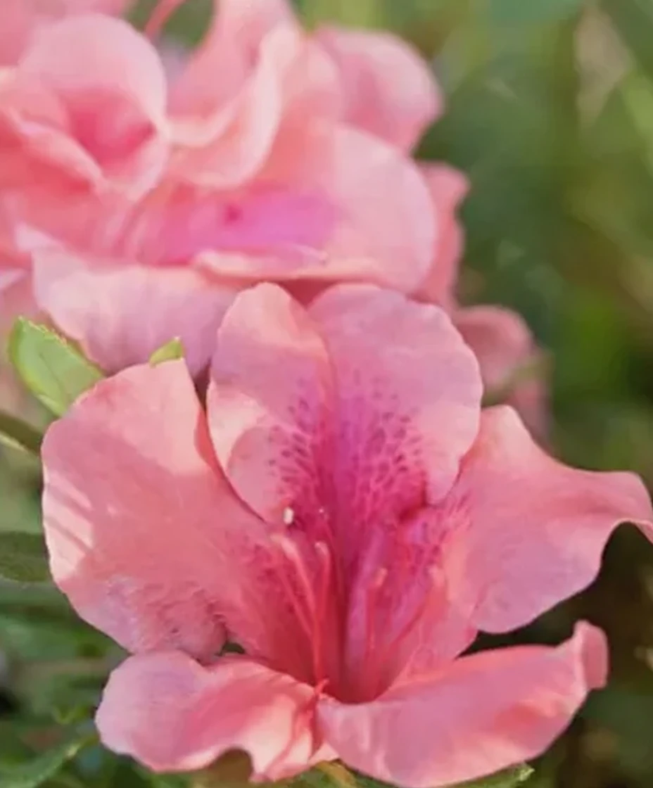 Рододендрон Отум Корал