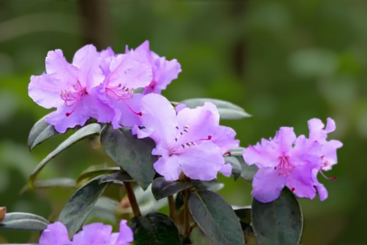 Рододендрон Прекокс