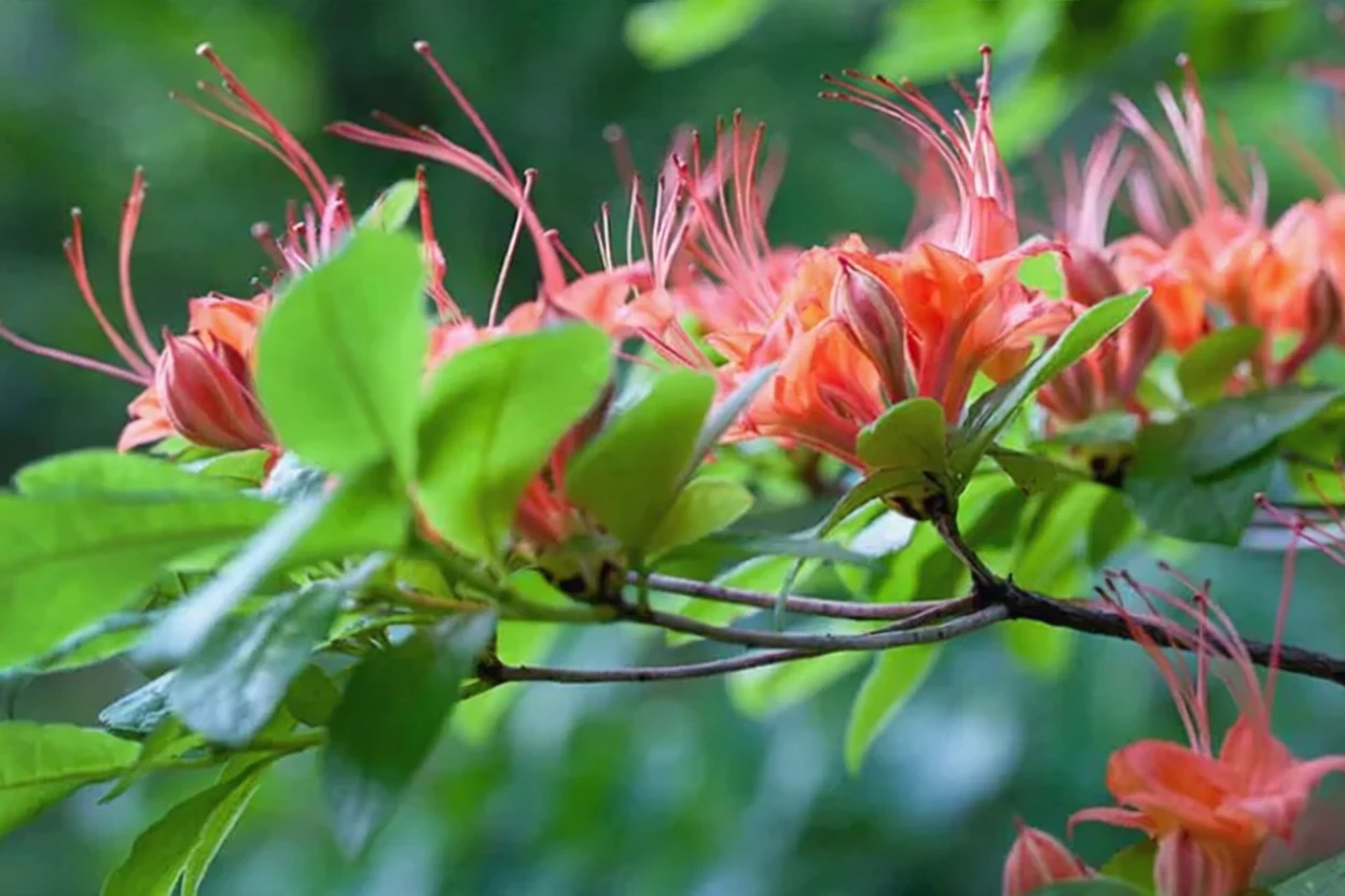 Рододендрон пруніфоліум / Rhododendron prunifolium
