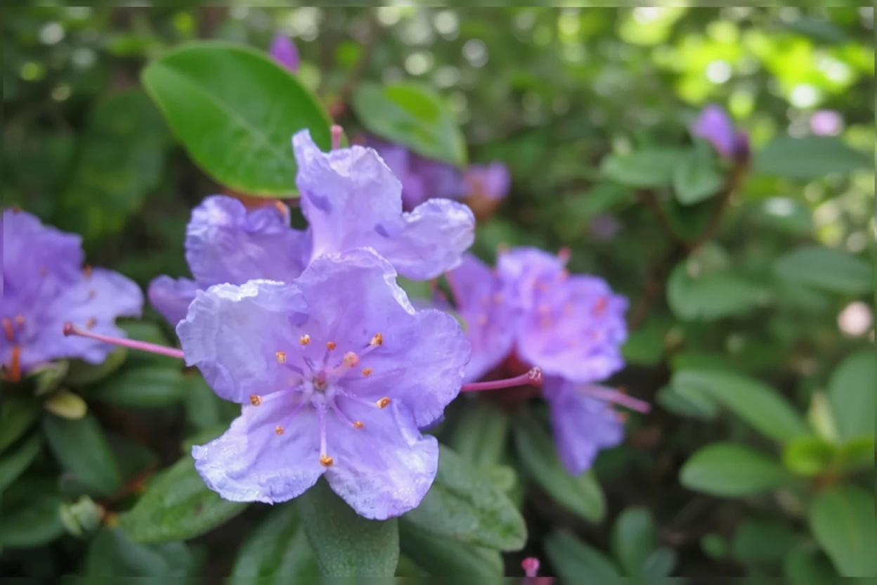 Рододендрон Рамапо