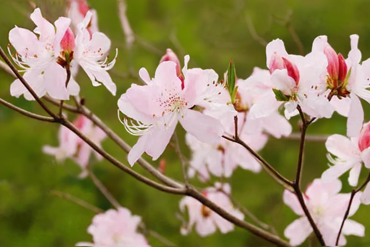 Рододендрон Шліппенбаха