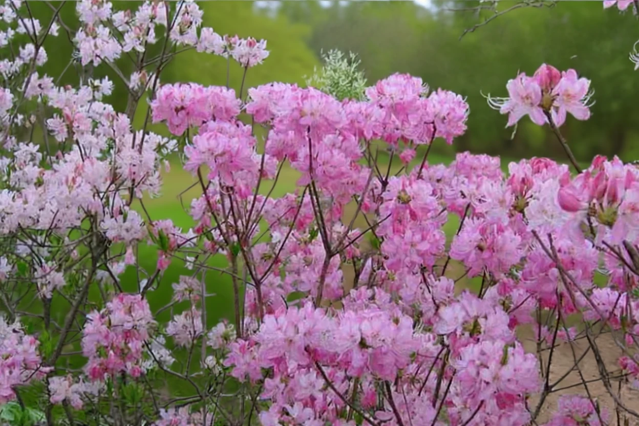 Рододендрон Вейзі