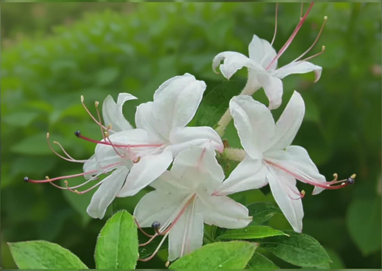 Weston’s Innocence rhododendron / Рододендрон вестонс інносенс