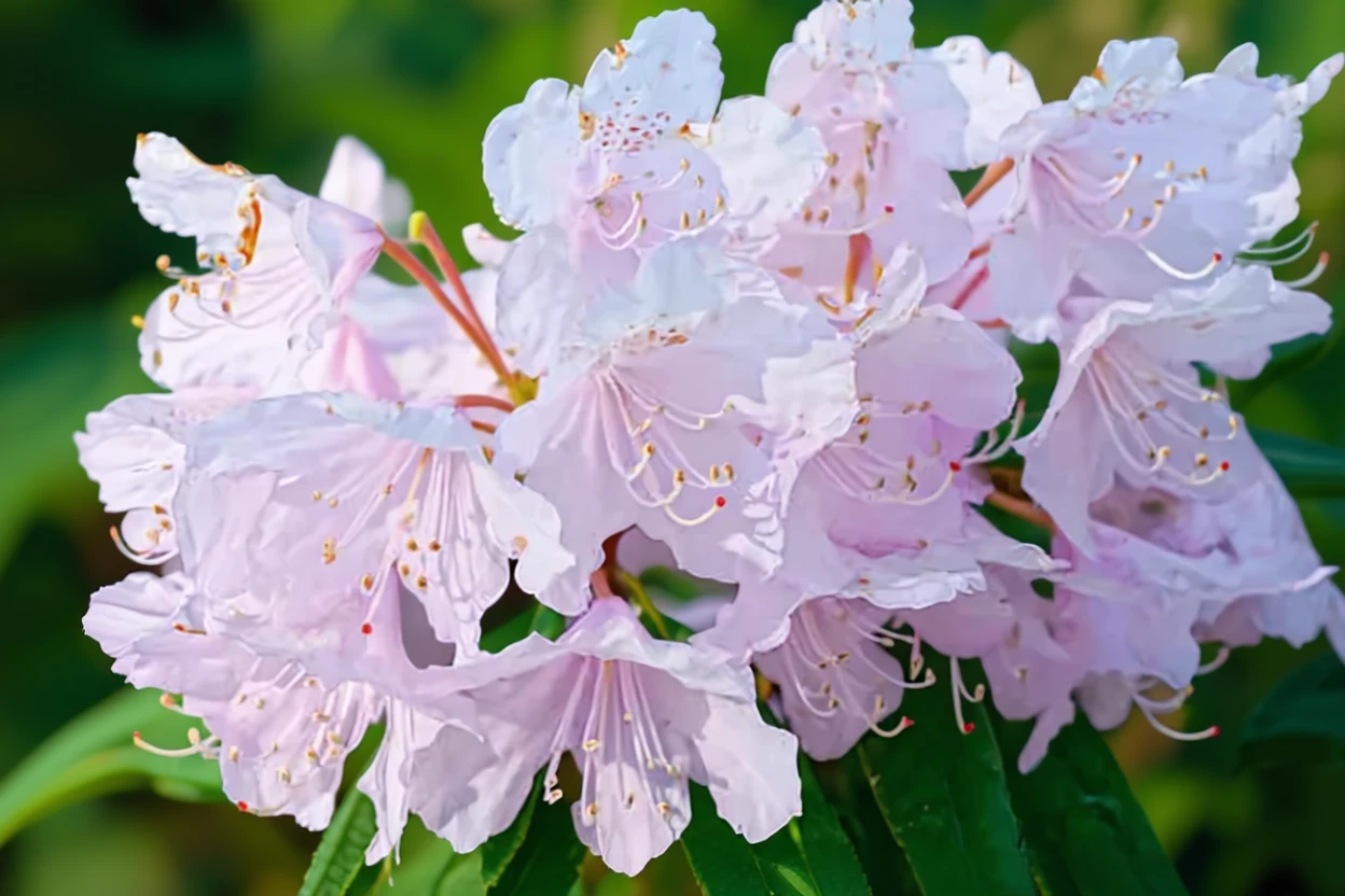 Windbeam rhododendron / Рододендрон віндбім