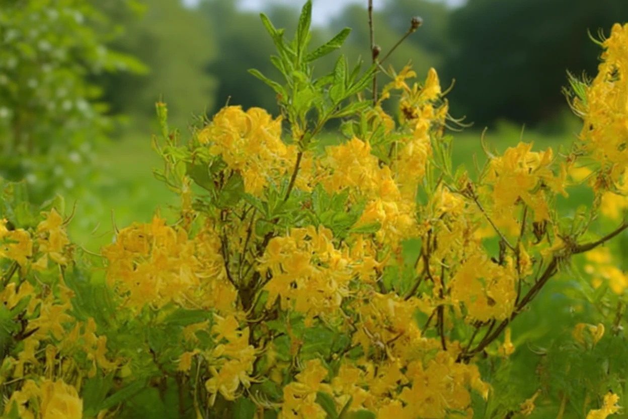 Рододендрон жовтий / Rhododendron luteum