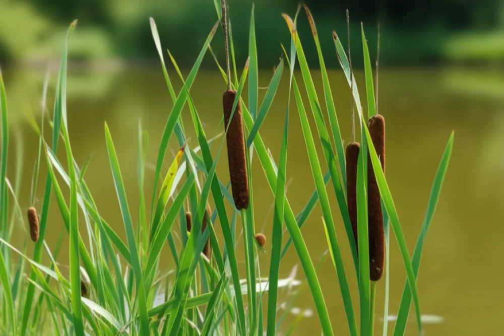 Рогіз Лаксмана / Typha laxmannii