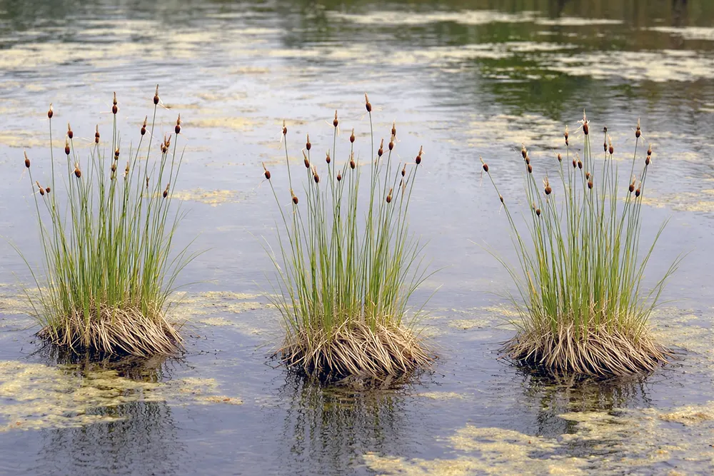 Рогіз мініма / Typha minima