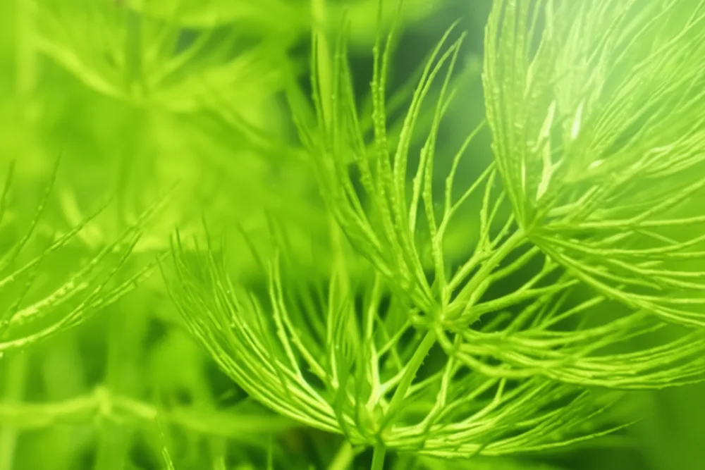 Роголистник занурений / Ceratophyllum demersum