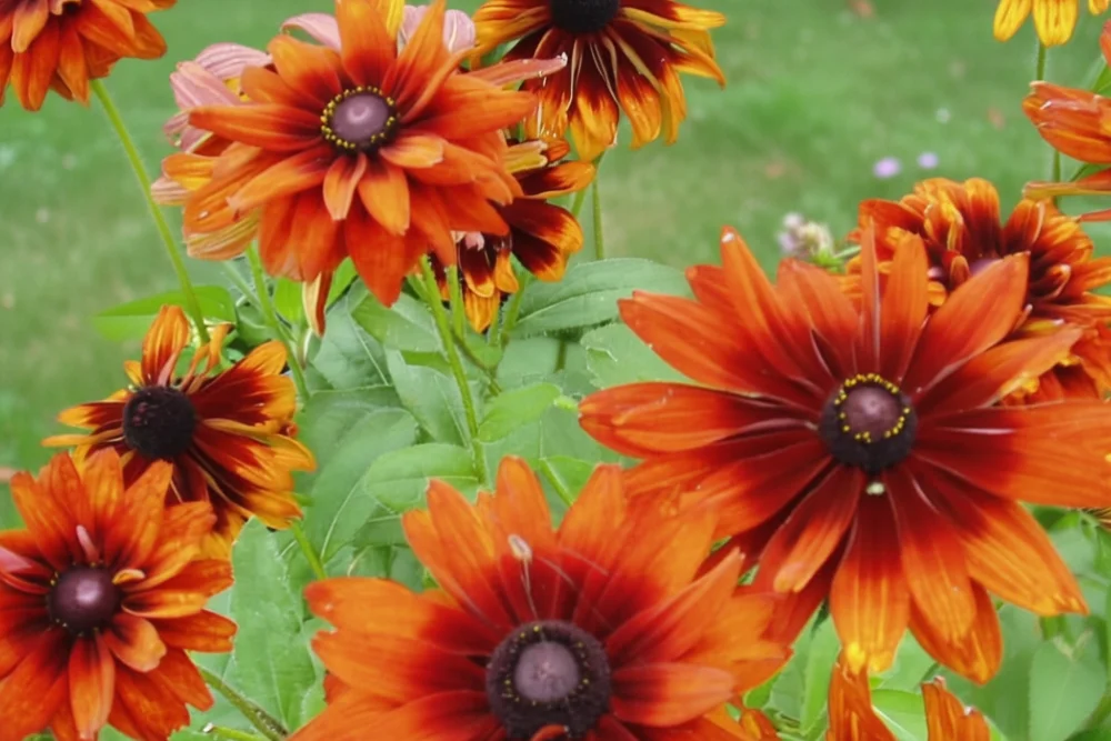 Рудбекія Черокі Сансет / Rudbeckia hirta Cherokee Sunset
