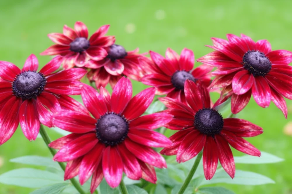 Рудбекія Черрі Бренді / Rudbeckia hirta Cherry Brandy