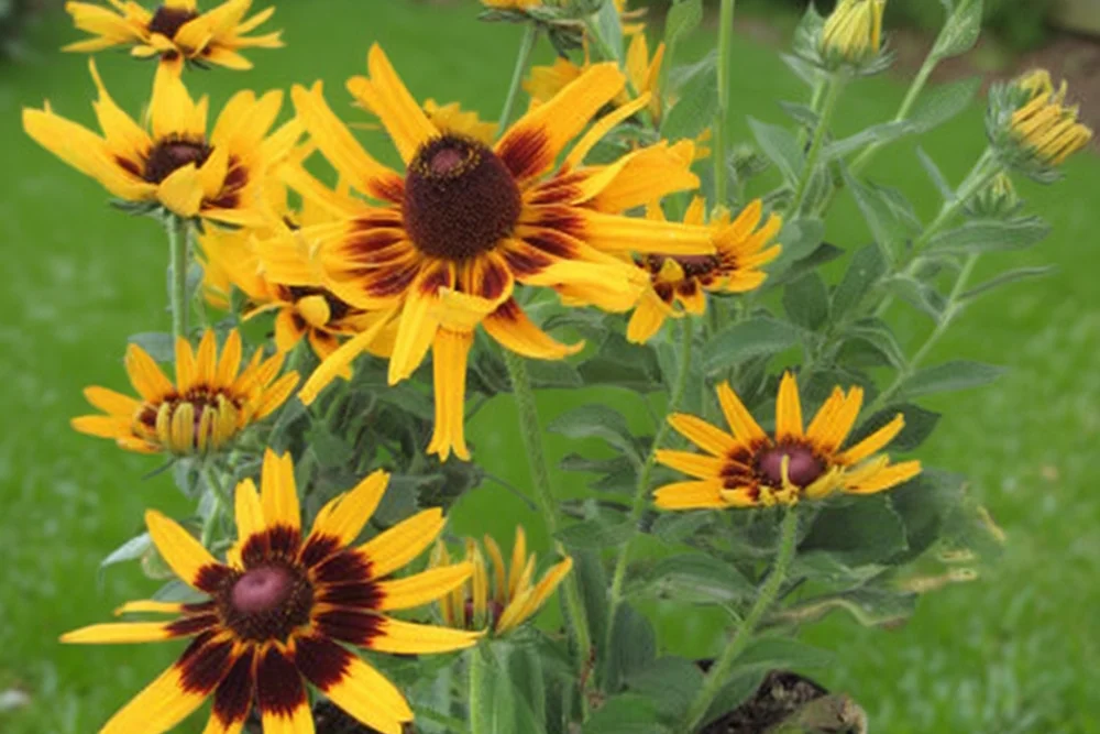Рудбекія Денвер Дейзі / Rudbeckia hirta Denver Daisy