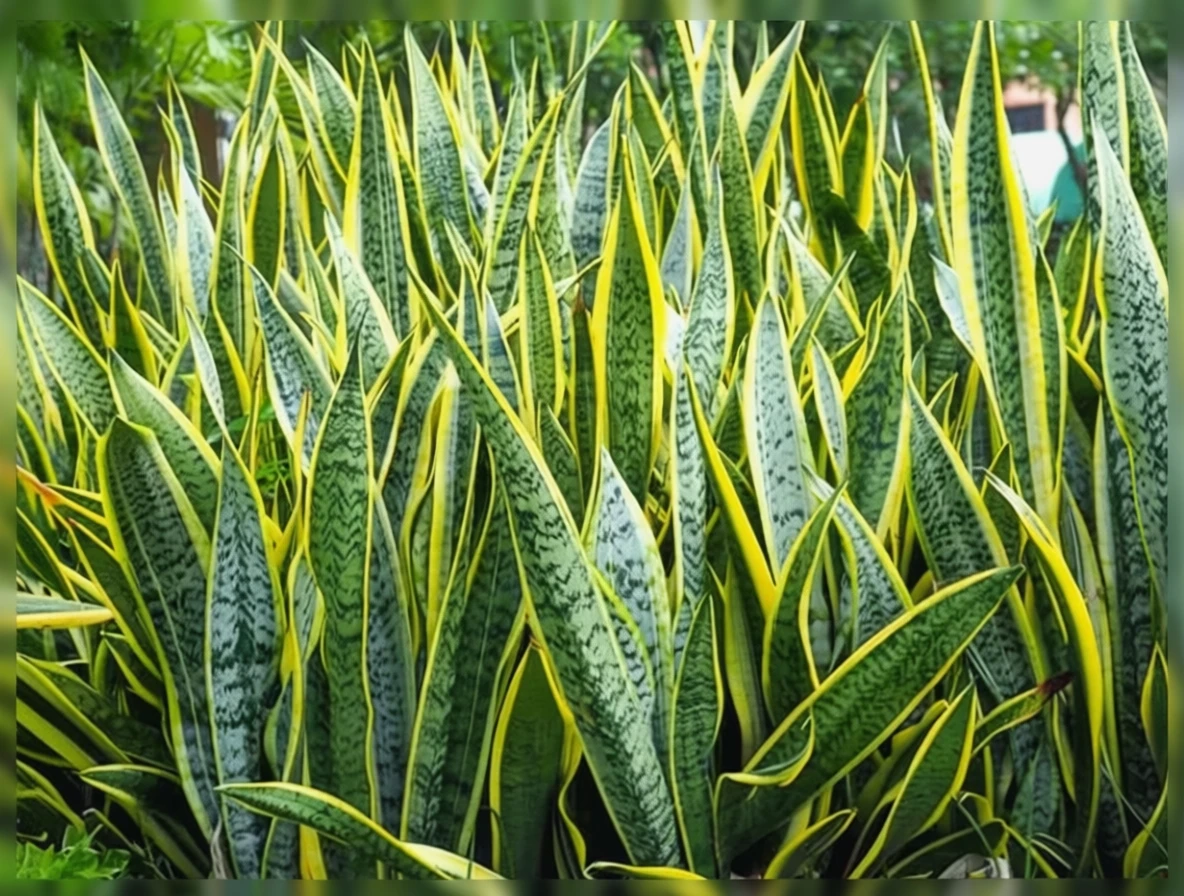 Сансевієрія трифасціата Лауренті / Sansevieria trifasciata laurentii