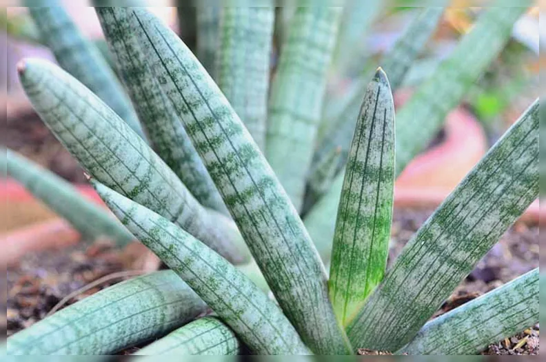 Сансевієрія циліндрична