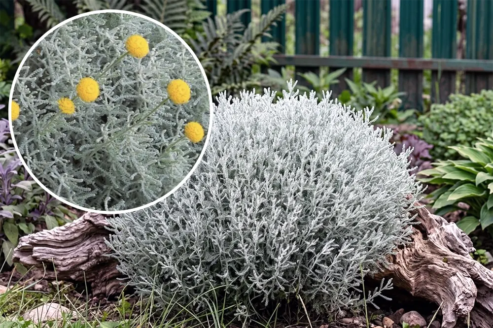 Сантоліна сиза