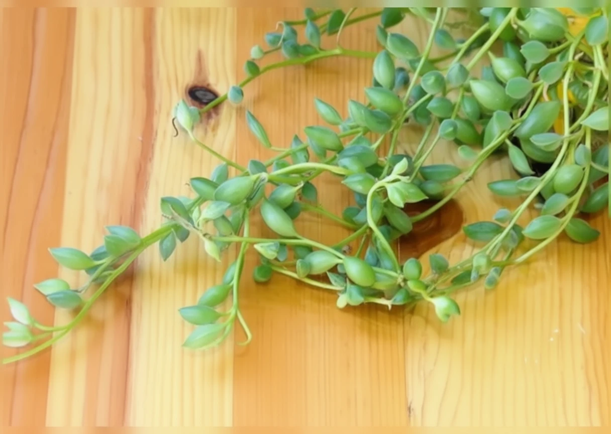 Сенеціо Геррейна  / Senecio herreianus