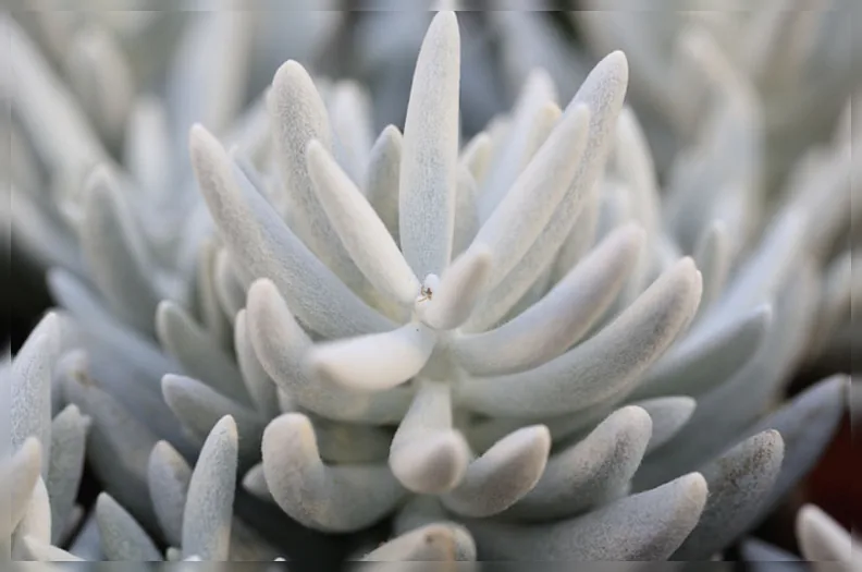 Сенеціо Хаворті